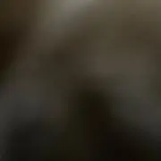 sssの画像