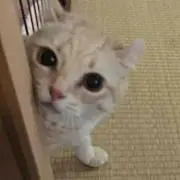 きなこの画像
