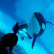 スターミー☆の画像