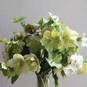 rose de noelの画像