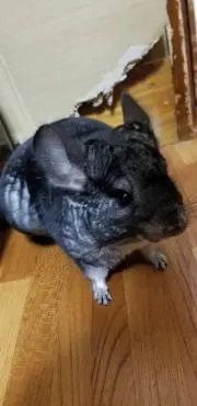 さっくんの画像