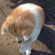 わかなの画像