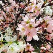nanaの画像