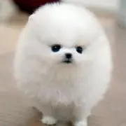 グッズ売りますの画像