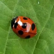 てんとう虫の画像