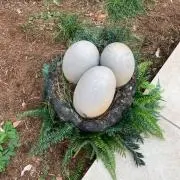 リュウジの画像