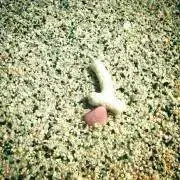 coralの画像