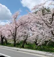 ぱぴぃ