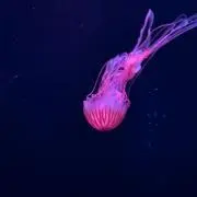 Hannの画像