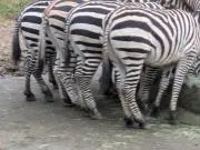 りおの画像