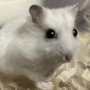 がんちゃんの画像
