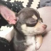 あほこ