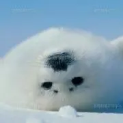 みほ