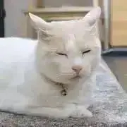 misoshiruの画像