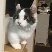 ふうかの画像