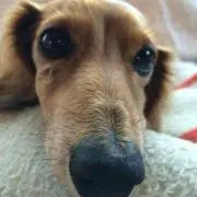 けんちゃん
