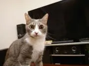 草薙凛の画像