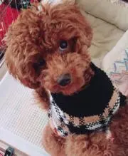 ゆっこの画像