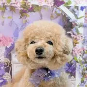 てーて