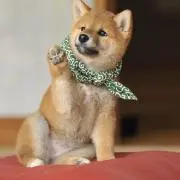 あきこの画像