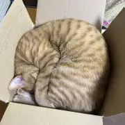 迷いネコは招きネコ♡の画像