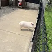 のみの画像
