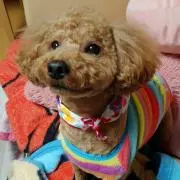 ジェリーちゃんの画像