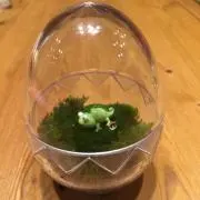 ちゅんの画像