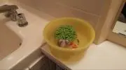 タニー