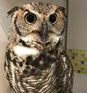 れいこ；商い中ですの画像