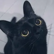 kokoの画像