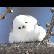 きよしまの画像