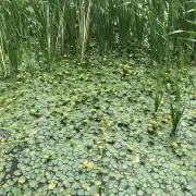 YAMAの画像