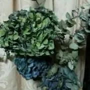 greenangelの画像