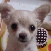 ★★ラムのママ  ★★の画像