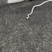 お茶刈り正雄