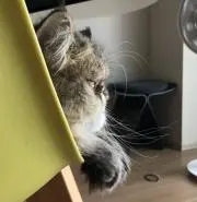 しらすの画像