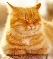まさねこの画像