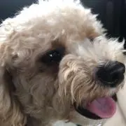 ナックル