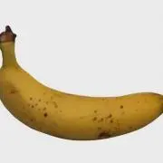 Koutya