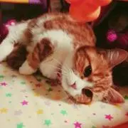 こえみちゃん。