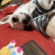 みぃの画像