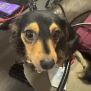 Ichiの画像