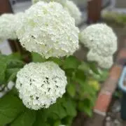 ｎｉｋｏｃｈａｎの画像