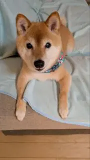 のんの画像