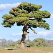 DongYingの画像