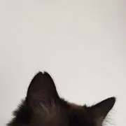 miiの画像