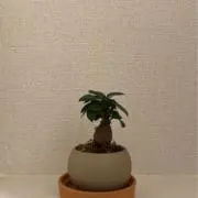 ぴのの画像
