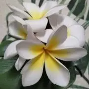 ✾M✾の画像