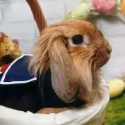 長老の画像